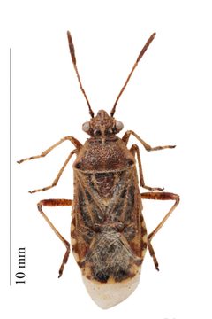 Liorhyssus by (c) 
Iwan Van Hoogmoed, some rights reserved (CC BY). Used under a CC-BY license.