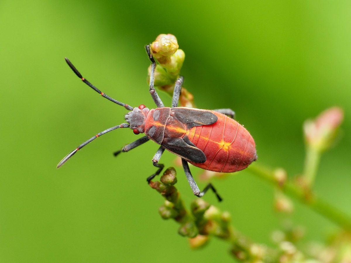 Boisea trivittata (eastern boxelder bug): Identification, Facts