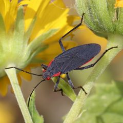 Jadera haematoloma by (c) Catherine C. Galley, some rights reserved (CC BY), uploaded by Catherine C. Galley. Used under a CC-BY license.