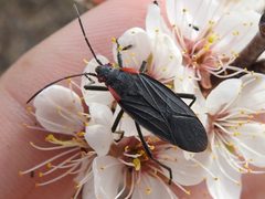 Jadera haematoloma by (c) Sam Kieschnick, some rights reserved (CC BY), uploaded by Sam Kieschnick. Used under a CC-BY license.