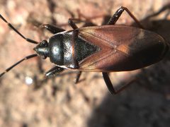 Eremocoris depressus by (c) Jared Shorma, some rights reserved (CC BY), uploaded by Jared Shorma. Used under a CC-BY license.