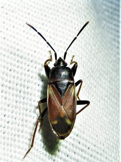 Eremocoris depressus by (c) Annika Lindqvist, some rights reserved (CC BY), uploaded by Annika Lindqvist. Used under a CC-BY license.