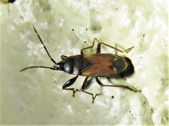 Eremocoris depressus by (c) Annika Lindqvist, some rights reserved (CC BY), uploaded by Annika Lindqvist. Used under a CC-BY license.