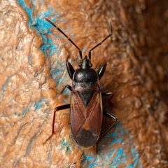 Eremocoris depressus by (c) Justin Williams, some rights reserved (CC BY), uploaded by Justin Williams. Used under a CC-BY license.