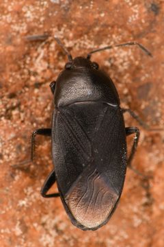 Atrazonotus umbrosus by (c) Trevor Van Loon, some rights reserved (CC BY), uploaded by Trevor Van Loon. Used under a CC-BY license.