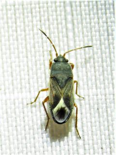 Malezonotus rufipes by (c) Annika Lindqvist, some rights reserved (CC BY), uploaded by Annika Lindqvist. Used under a CC-BY license.
