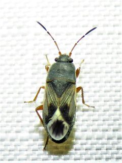 Malezonotus rufipes by (c) Annika Lindqvist, some rights reserved (CC BY), uploaded by Annika Lindqvist. Used under a CC-BY license.