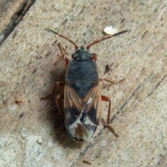 Malezonotus rufipes by (c) Justin Williams, some rights reserved (CC BY), uploaded by Justin Williams. Used under a CC-BY license.