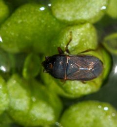 Cryphula nitens by (c) Andrew Meeds, some rights reserved (CC BY), uploaded by Andrew Meeds. Used under a CC-BY license.