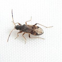 Ligyrocoris diffusus by (c) Will Linnard, some rights reserved (CC BY), uploaded by Will Linnard. Used under a CC-BY license.