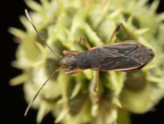 Ligyrocoris obscurus by no rights reserved, uploaded by Jesse Rorabaugh. Used under a CC0 license.
