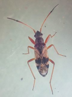Ligyrocoris sylvestris by (c) Trevor Van Loon, some rights reserved (CC BY), uploaded by Trevor Van Loon. Used under a CC-BY license.