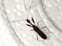 Myodocha annulicornis by (c) Arturo Santos, some rights reserved (CC BY), uploaded by Arturo Santos. Used under a CC-BY license.