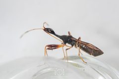 Myodocha annulicornis by no rights reserved, uploaded by Lyn Roueche. Used under a CC0 license.