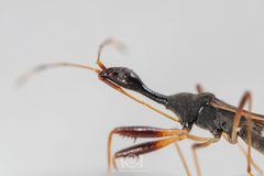 Myodocha annulicornis by no rights reserved, uploaded by Lyn Roueche. Used under a CC0 license.