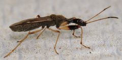 Myodocha serripes by (c) Nick Block, some rights reserved (CC BY), uploaded by Nick Block. Used under a CC-BY license.