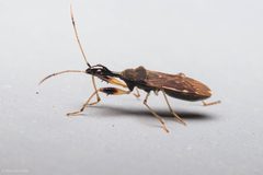 Myodocha serripes by (c) Ken-ichi Ueda, some rights reserved (CC BY), uploaded by Ken-ichi Ueda. Used under a CC-BY license.