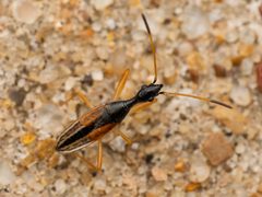 Myodocha serripes by (c) cesar stastny, some rights reserved (CC BY), uploaded by cesar stastny. Used under a CC-BY license.