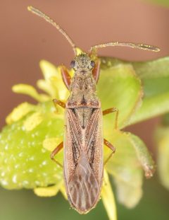 Paromius longulus by (c) skitterbug, some rights reserved (CC BY), uploaded by skitterbug. Used under a CC-BY license.