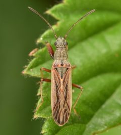 Paromius longulus by (c) skitterbug, some rights reserved (CC BY), uploaded by skitterbug. Used under a CC-BY license.