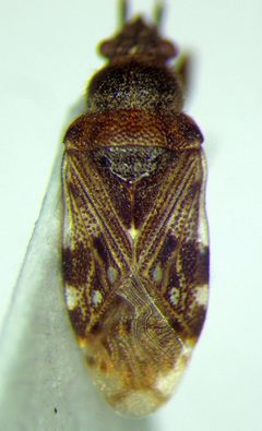 Prytanes formosus by (c) Konstantin Grebennikov, some rights reserved (CC BY), uploaded by Konstantin Grebennikov. Used under a CC-BY license.