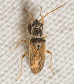 Pseudopachybrachius by (c) Justin Williams, some rights reserved (CC BY), uploaded by Justin Williams. Used under a CC-BY license.