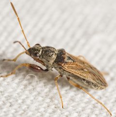 Pseudopachybrachius by (c) Justin Williams, some rights reserved (CC BY), uploaded by Justin Williams. Used under a CC-BY license.