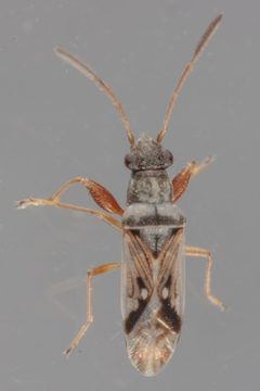 Pseudopachybrachius by (c) Victor Engel, some rights reserved (CC BY), uploaded by Victor Engel. Used under a CC-BY license.