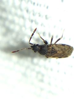 Sisamnes contractus by (c) Jared Shorma, some rights reserved (CC BY), uploaded by Jared Shorma. Used under a CC-BY license.