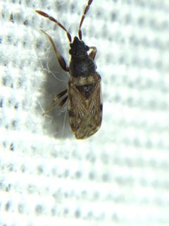Sisamnes contractus by (c) Jared Shorma, some rights reserved (CC BY), uploaded by Jared Shorma. Used under a CC-BY license.