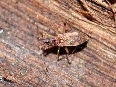 Ozophora occidentalis by (c) Jamie Griffiths, some rights reserved (CC BY), uploaded by Jamie Griffiths. Used under a CC-BY license.