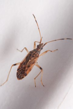 Ozophora occidentalis by (c) Trevor Van Loon, some rights reserved (CC BY), uploaded by Trevor Van Loon. Used under a CC-BY license.