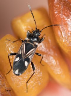 Raglius alboacuminatus by no rights reserved, uploaded by Jesse Rorabaugh. Used under a CC0 license.