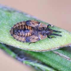 Dictyonota fuliginosa by (c) Barry Walter, some rights reserved (CC BY), uploaded by Barry Walter. Used under a CC-BY license.