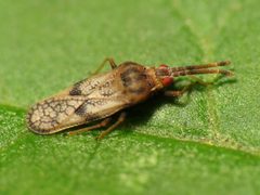 Leptoypha mutica by (c) Katja Schulz, some rights reserved (CC BY). Used under a CC-BY license.