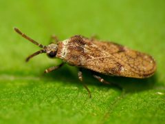 Leptoypha mutica by (c) Katja Schulz, some rights reserved (CC BY). Used under a CC-BY license.