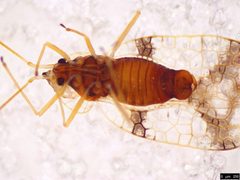 Stephanitis pyrioides by (c) Donald Hobern, some rights reserved (CC BY). Used under a CC-BY license.