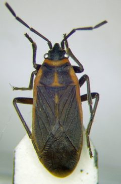 Ochrimnus lineoloides by (c) Konstantin Grebennikov, some rights reserved (CC BY), uploaded by Konstantin Grebennikov. Used under a CC-BY license.
