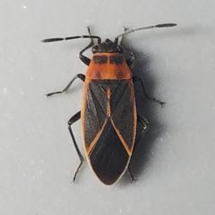 Ochrimnus lineoloides by (c) Will Kuhn, some rights reserved (CC BY), uploaded by Will Kuhn. Used under a CC-BY license.