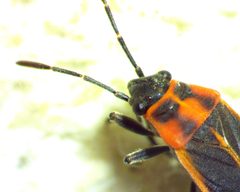 Ochrimnus lineoloides by no rights reserved, uploaded by Ken Kneidel. Used under a CC0 license.