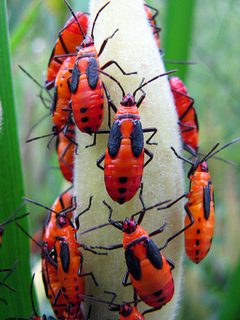 Oncopeltus fasciatus by (c) Katja Schulz, some rights reserved (CC BY). Used under a CC-BY license.