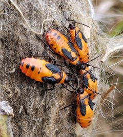Oncopeltus fasciatus by (c) aarongunnar, some rights reserved (CC BY), uploaded by aarongunnar. Used under a CC-BY license.