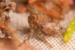 Platycotis minax by (c) Trevor Van Loon, some rights reserved (CC BY), uploaded by Trevor Van Loon. Used under a CC-BY license.