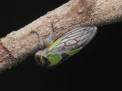 Platycotis maritima by (c) Abby Hyde, some rights reserved (CC BY), uploaded by Abby Hyde. Used under a CC-BY license.