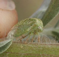 Anisostylus fulgidus by (c) Andrew Meeds, some rights reserved (CC BY), uploaded by Andrew Meeds. Used under a CC-BY license.