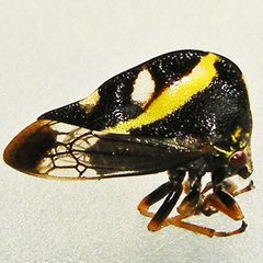 Smilia camelus by (c) Bill Keim, some rights reserved (CC BY). Used under a CC-BY license.