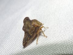 Heliria gibberata by (c) Thomas Koffel, some rights reserved (CC BY), uploaded by Thomas Koffel. Used under a CC-BY license.