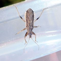 Himacerus major by (c) Barry Walter, some rights reserved (CC BY), uploaded by Barry Walter. Used under a CC-BY license.