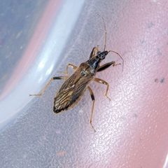 Himacerus major by (c) Barry Walter, some rights reserved (CC BY), uploaded by Barry Walter. Used under a CC-BY license.