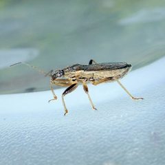 Himacerus major by (c) Barry Walter, some rights reserved (CC BY), uploaded by Barry Walter. Used under a CC-BY license.